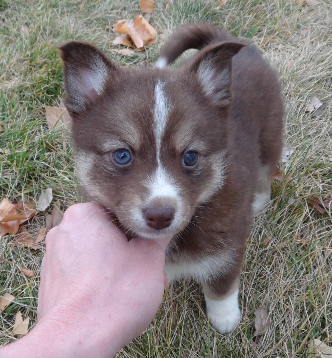 Помски с коричневым носом