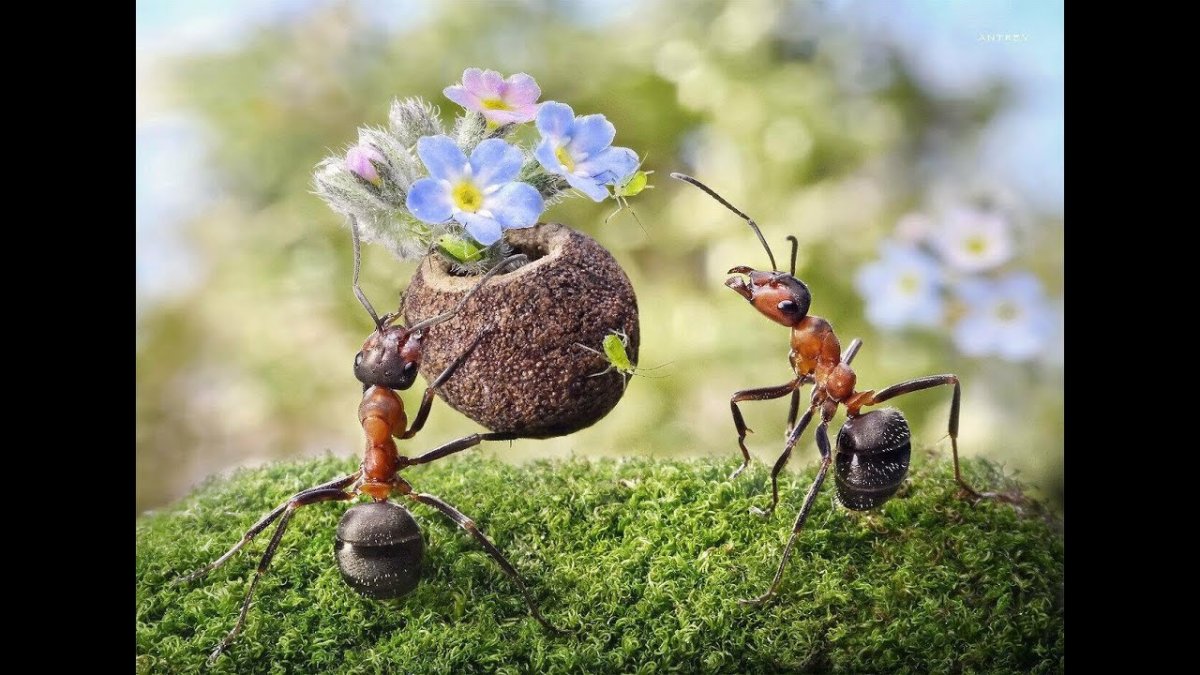 Андрей Павлов фотограф муравьи