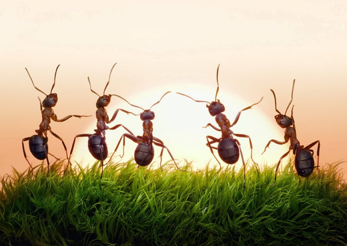 Муравей бежит