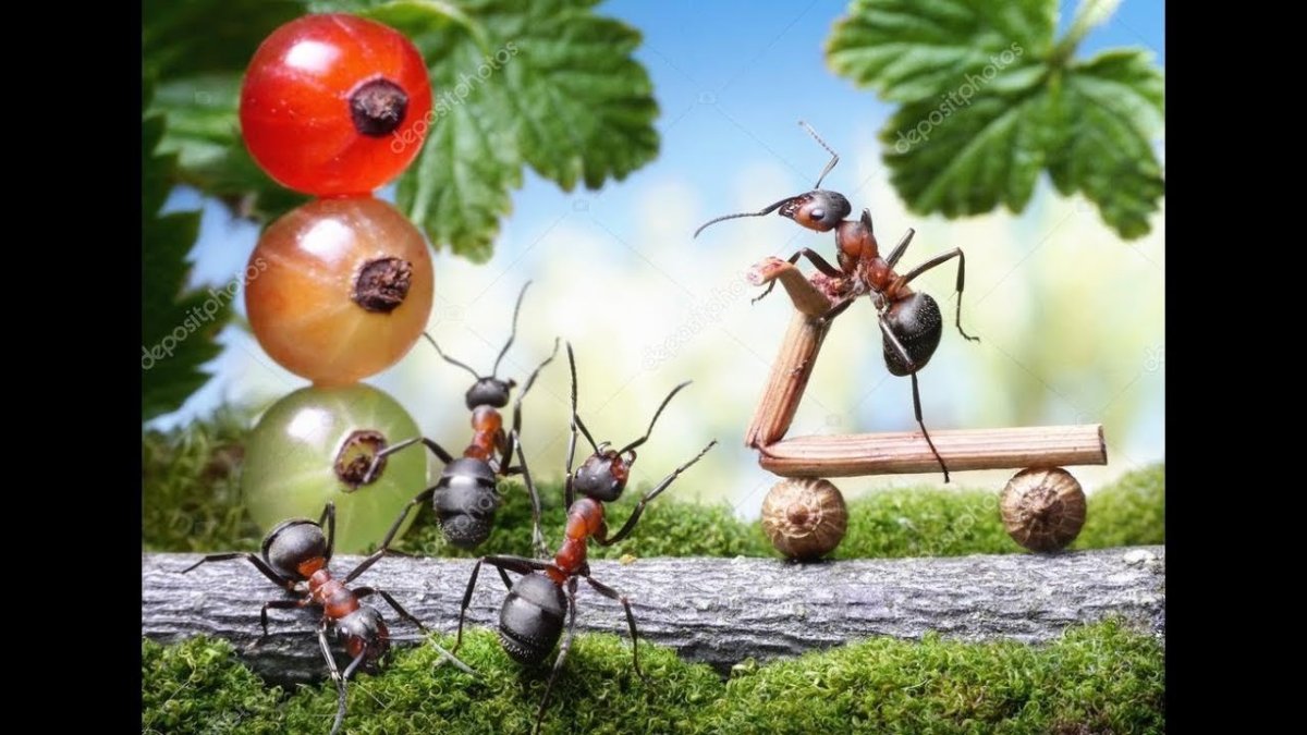 Муравьи трудятся