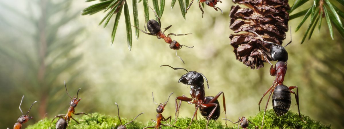 Муравьи в муравейнике