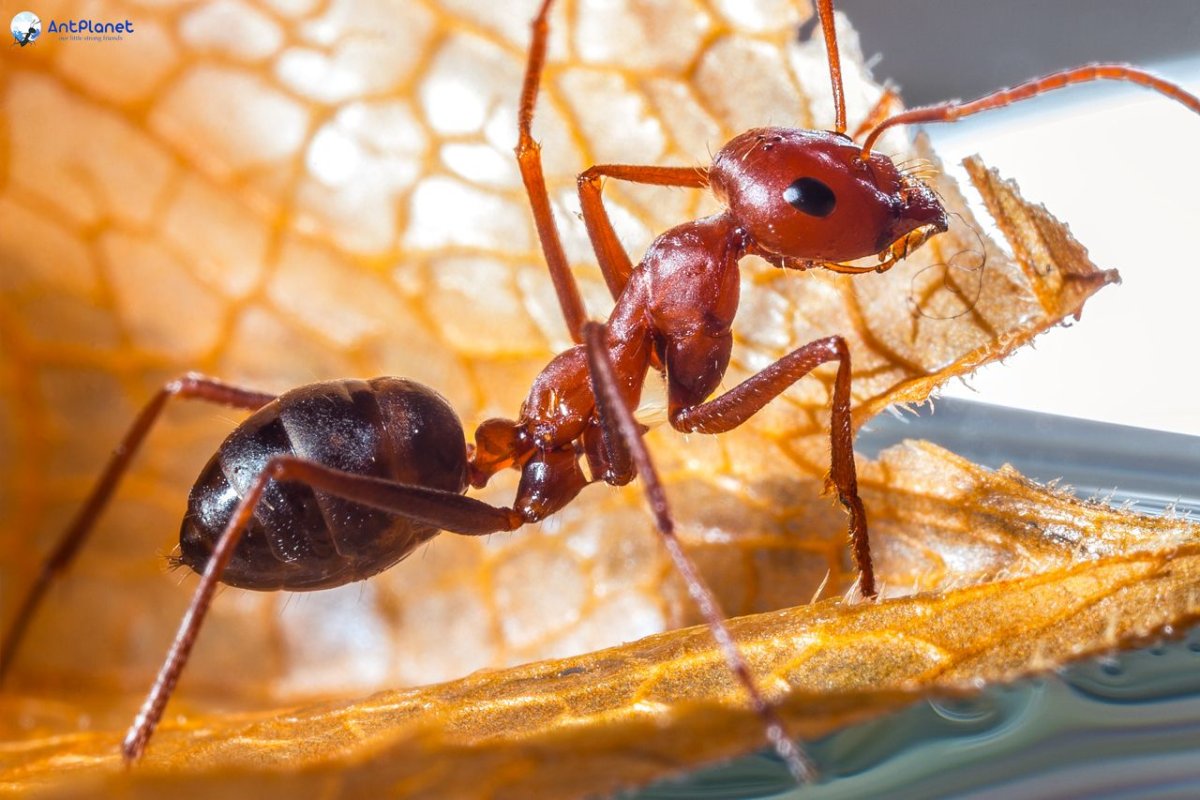 Муравей Cataglyphis Nodus