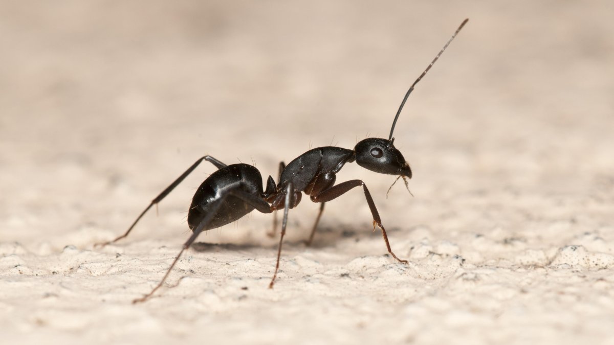 Муравей несет