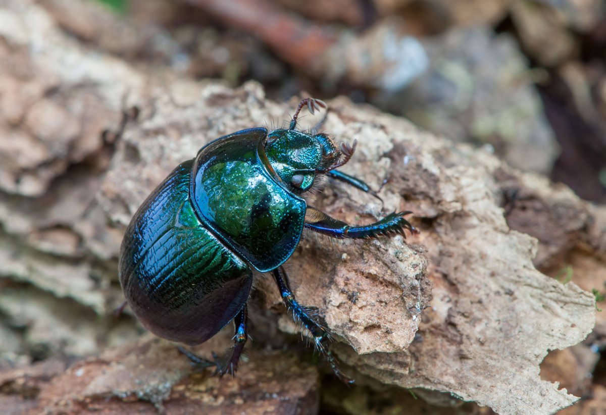 Жук навозник зеленый