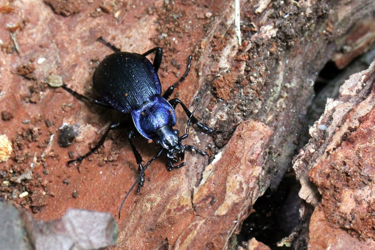 Африканская жужелица