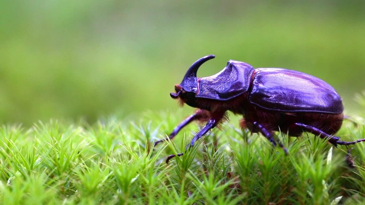 Красный Жук носорог