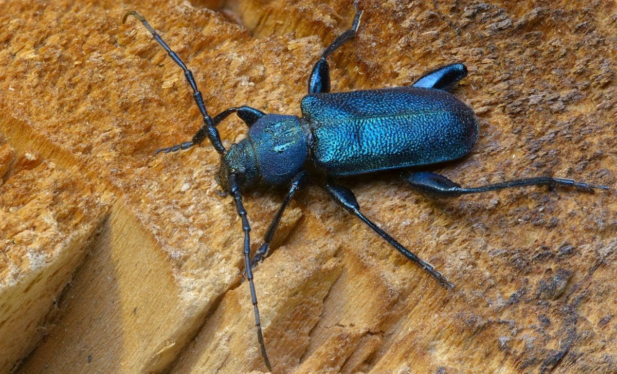 Жук Callidium violaceum