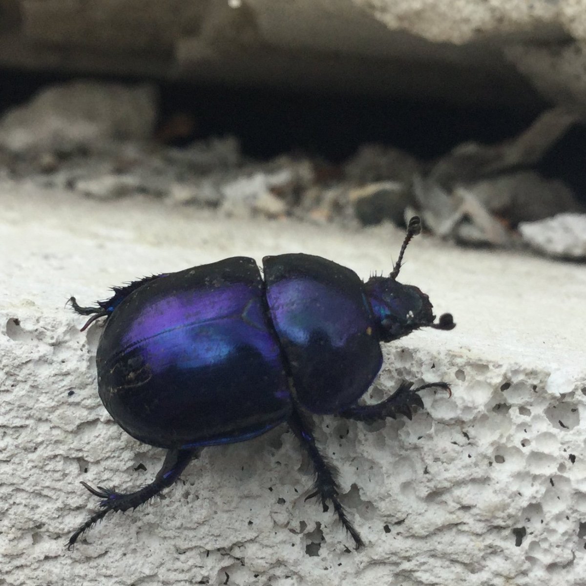 Маленький синий Жук