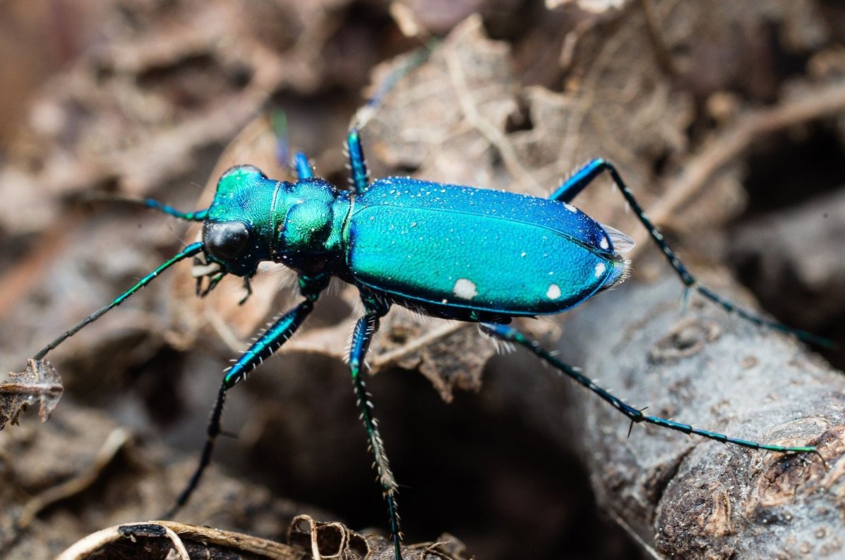 Жук Синекрылка