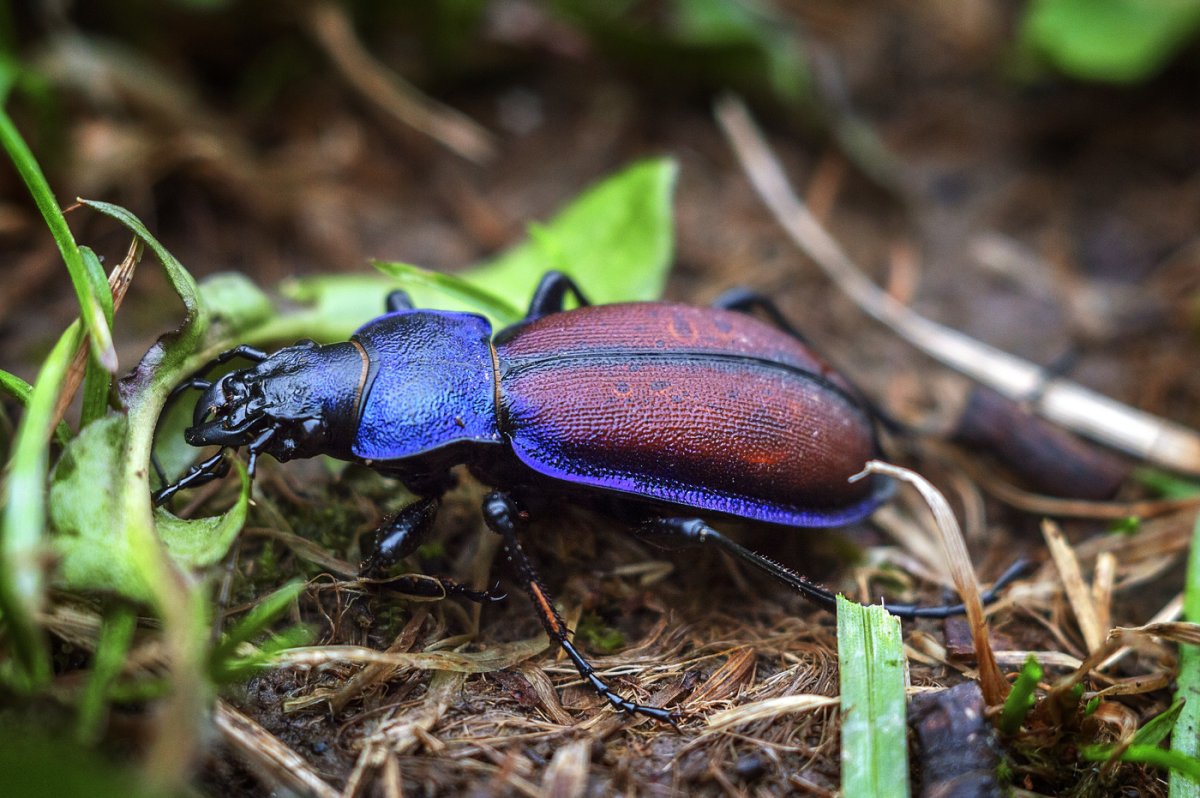 Жук жужелица обыкновенная