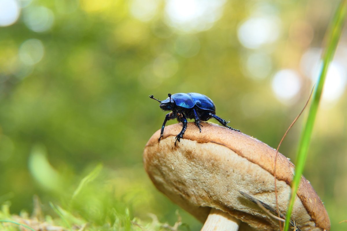 Синий лесной жук
