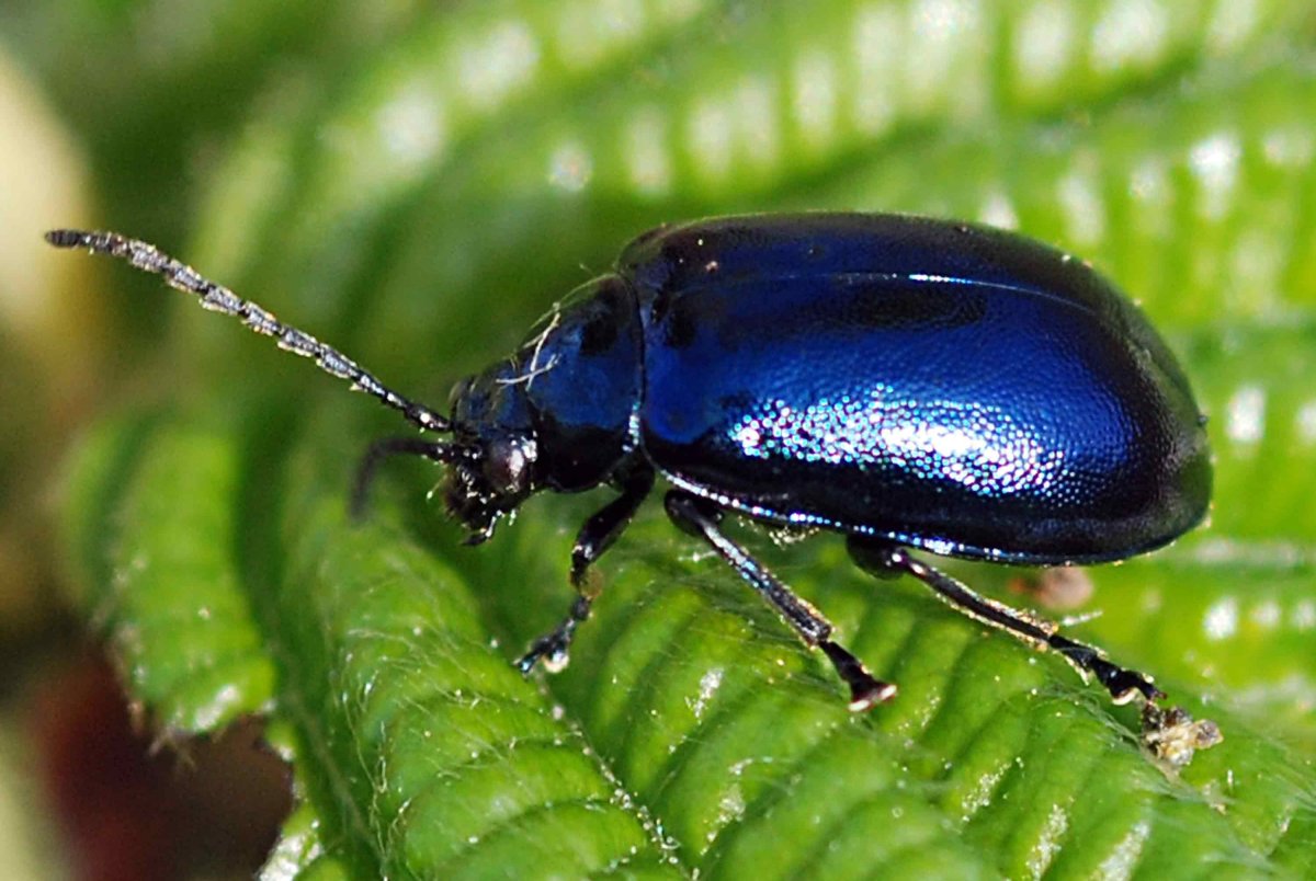 Синий Ольховый Листоед