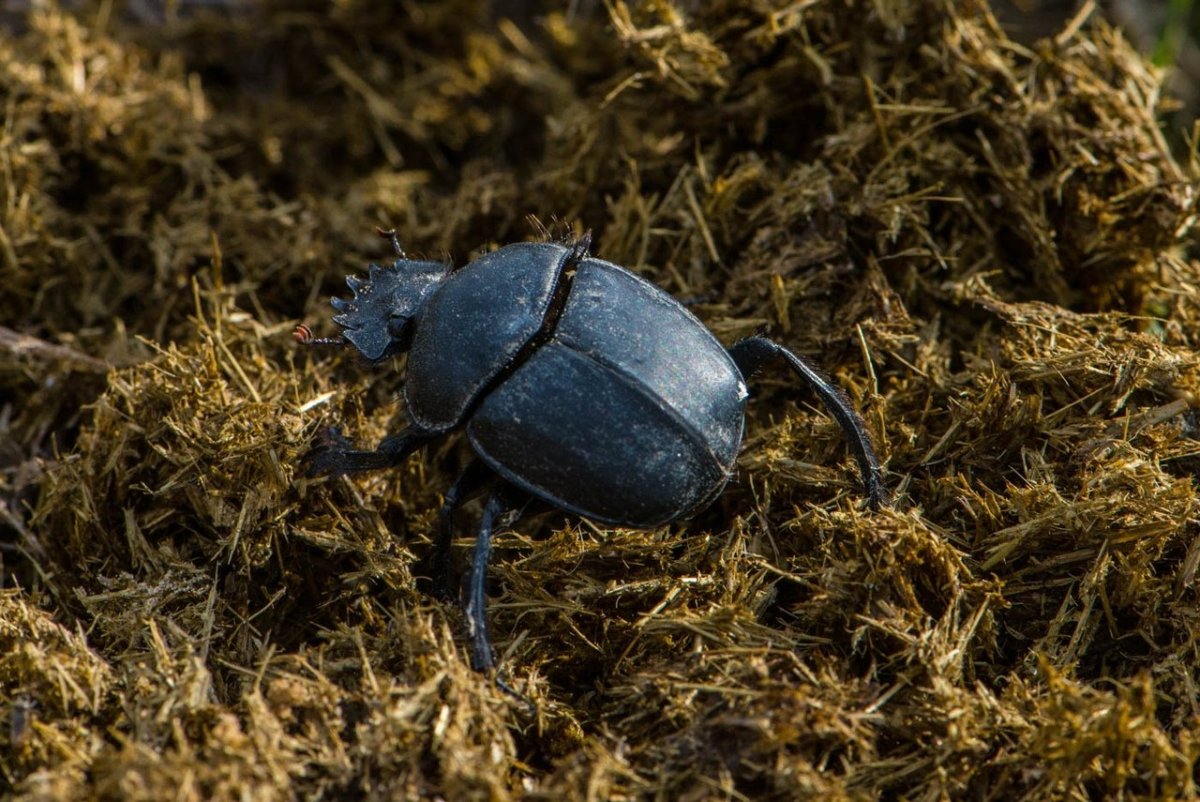 Священный скарабей