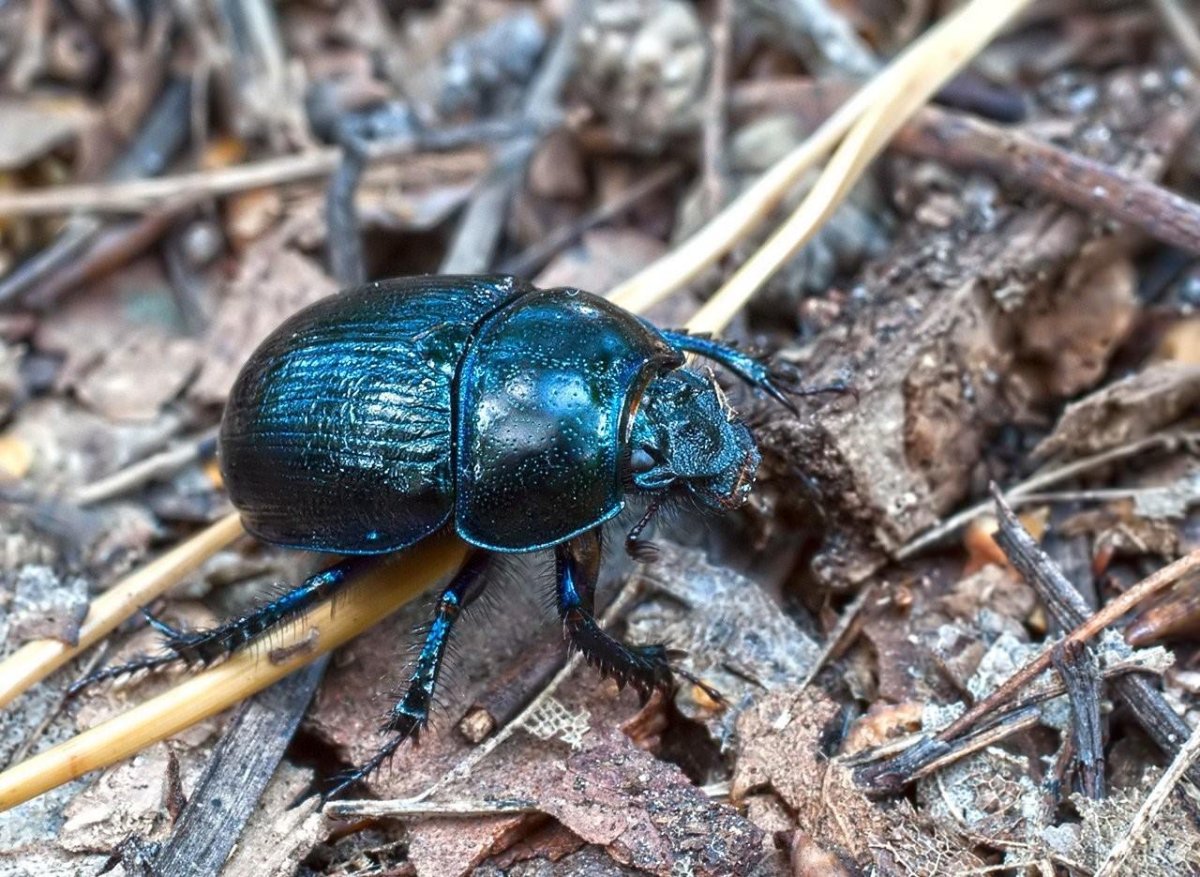 Жук навозник Лесной