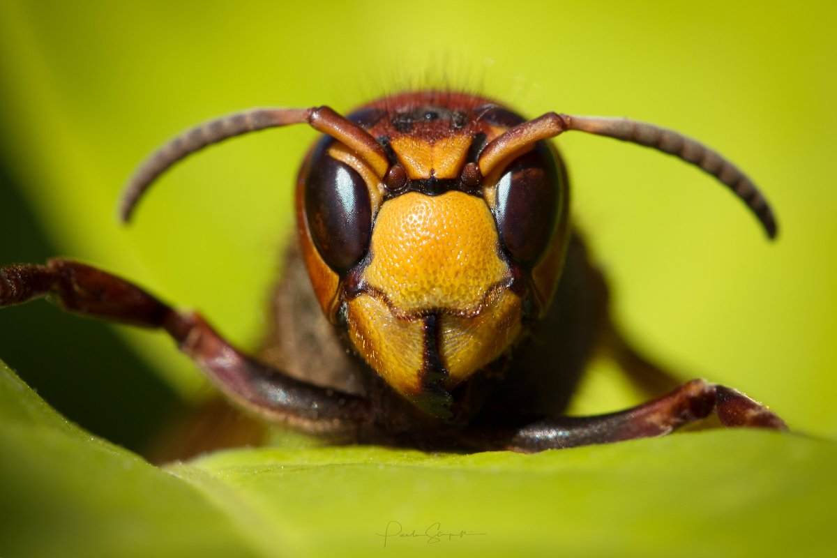 Шершень Хорнет