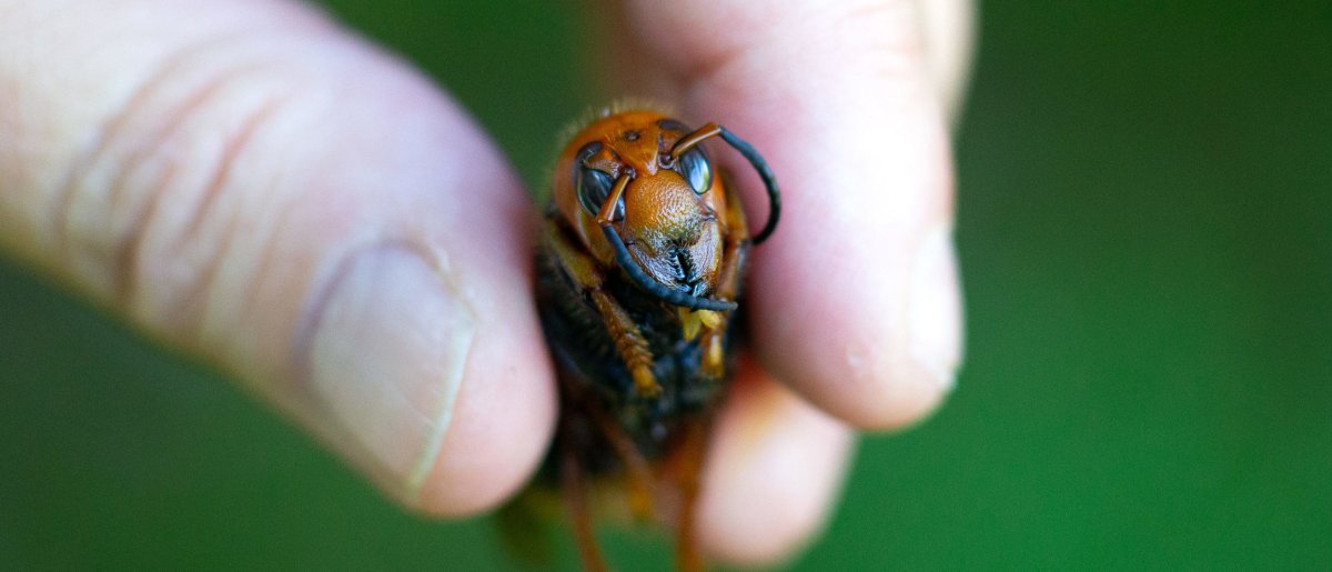 Азиатский Шершень