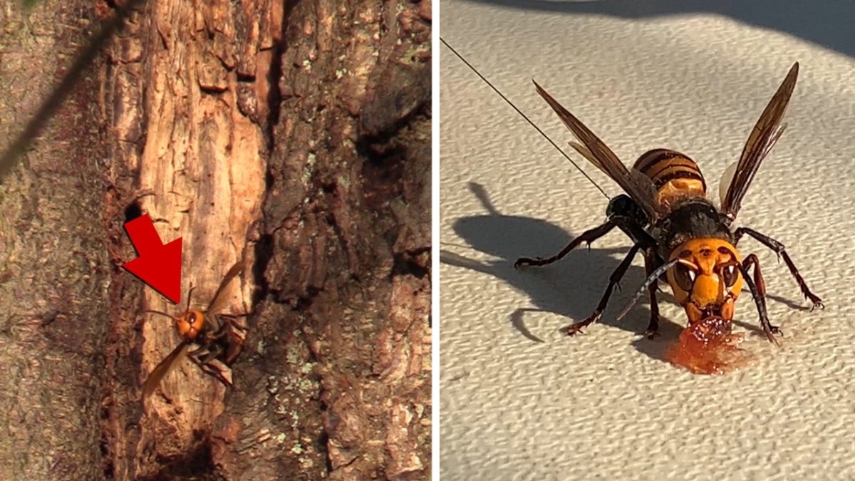 Шершень убийца размер