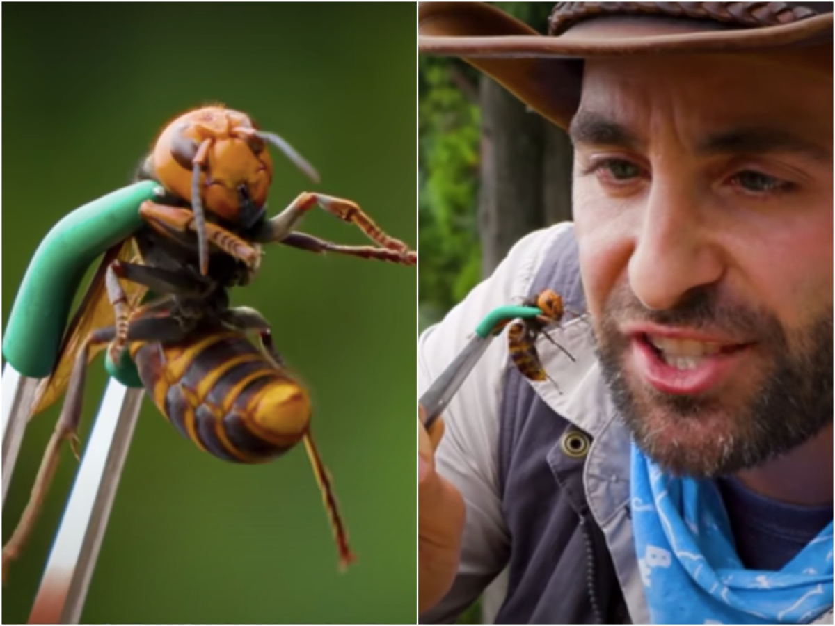 Койот Петерсон Шершень