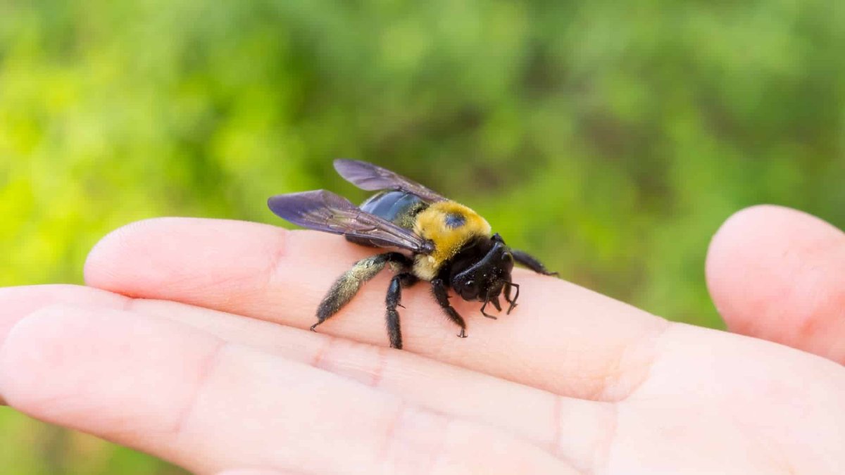 Пчела на руке