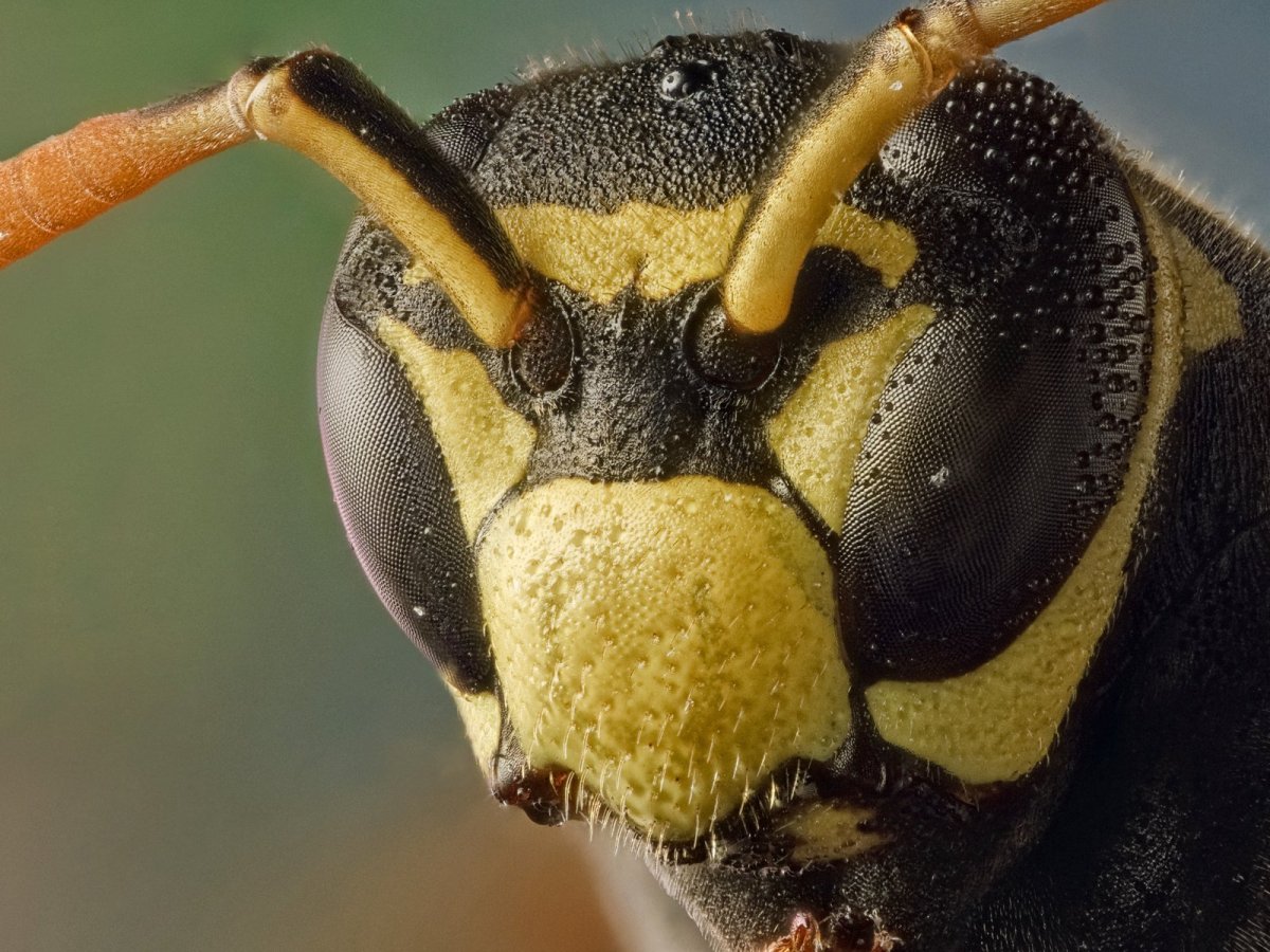 Глаза шершня