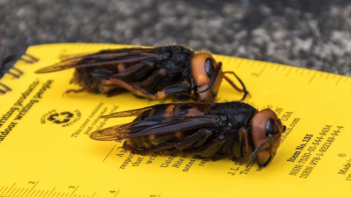 Толстый Шершень-убийца