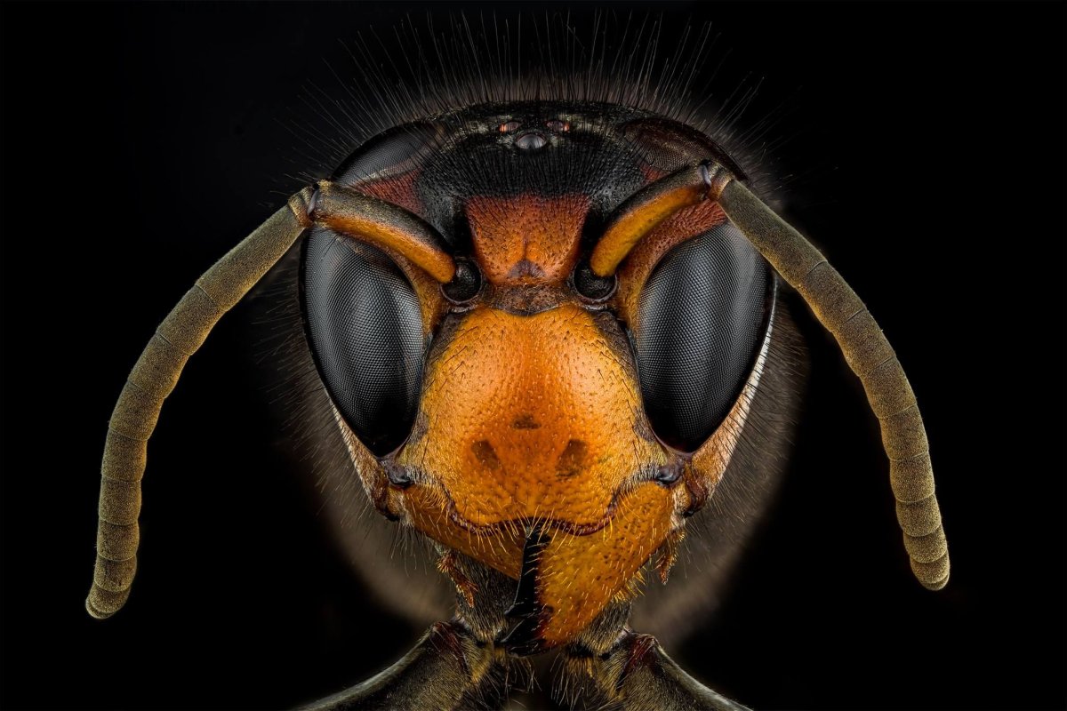 Азиатский Шершень Vespa velutina