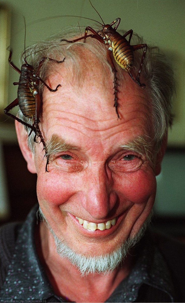 Сверчок Уэта