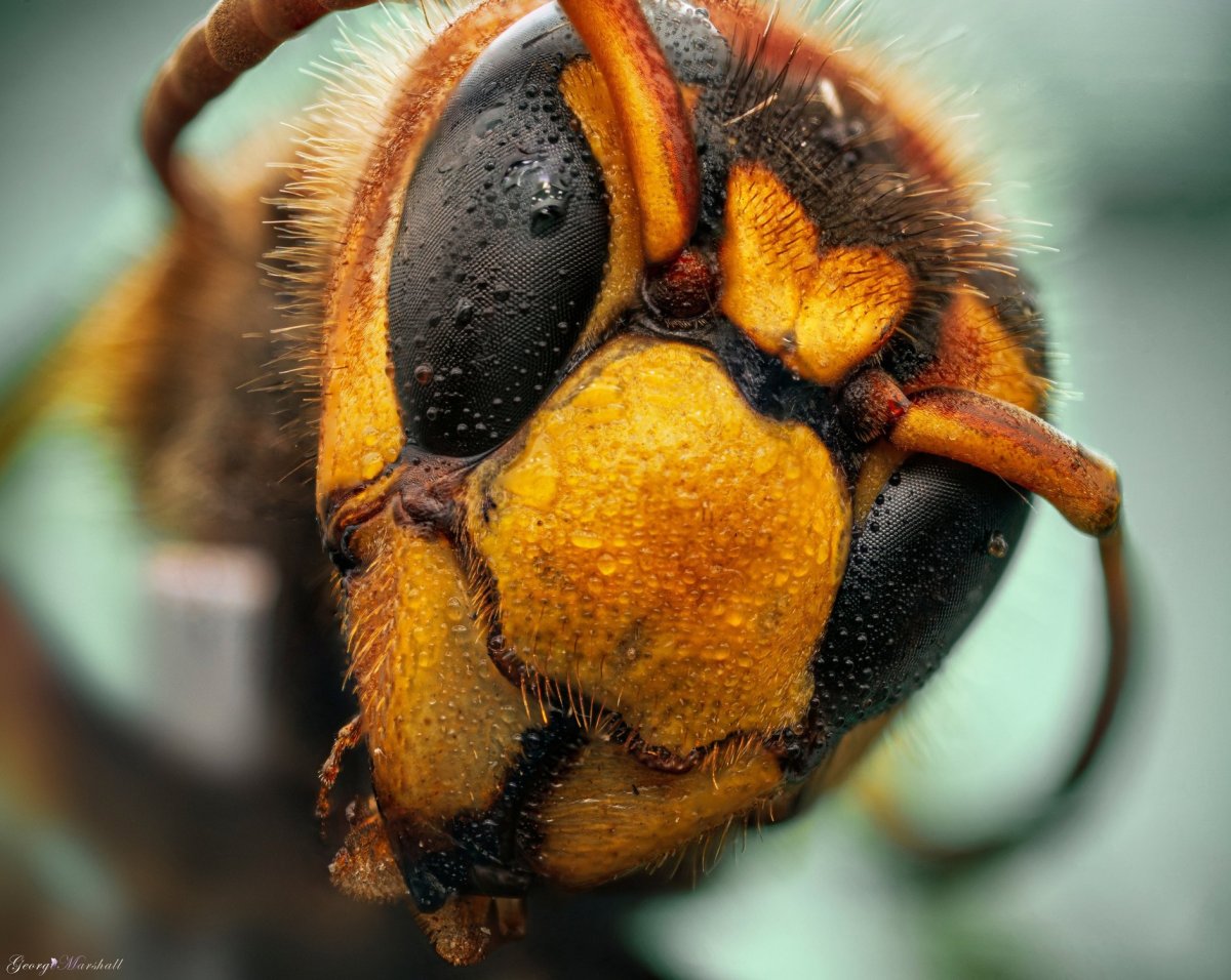 Милый Шершень