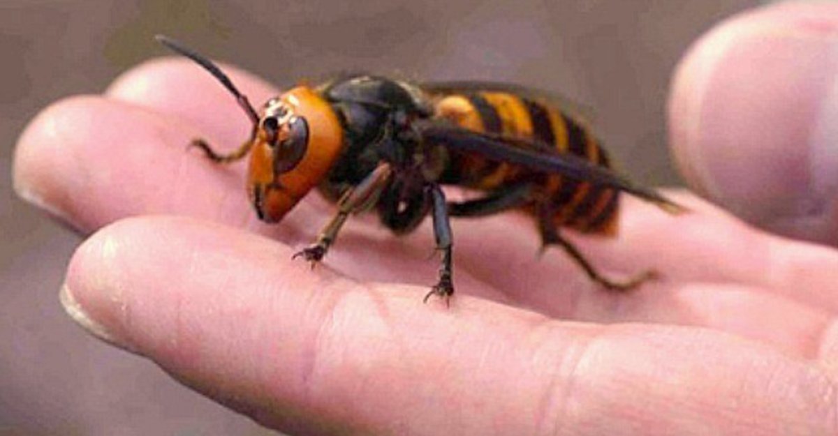 Азиатский гигантский Шершень Королева