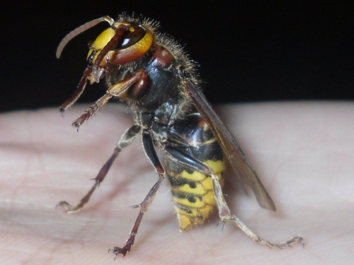 Микриймия бейтса Оса,Муха-журчалка,Шершень