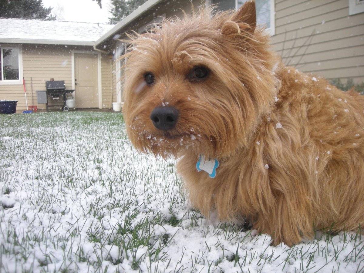 Норвич терьер флаффи