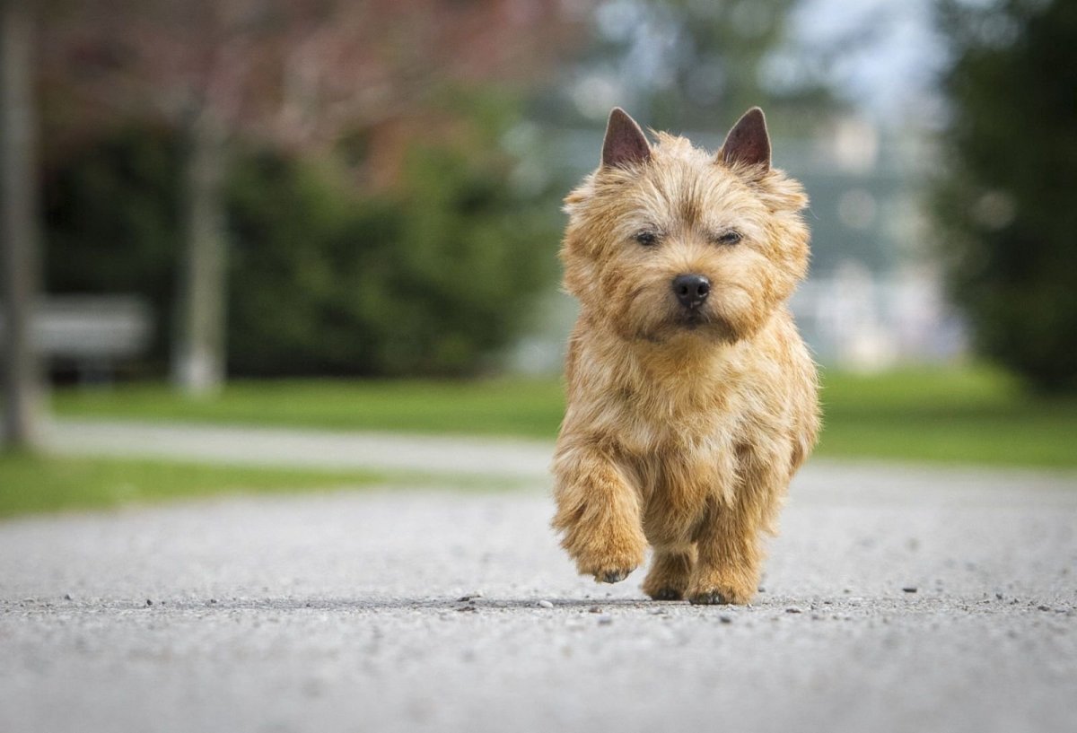 Норвич терьер