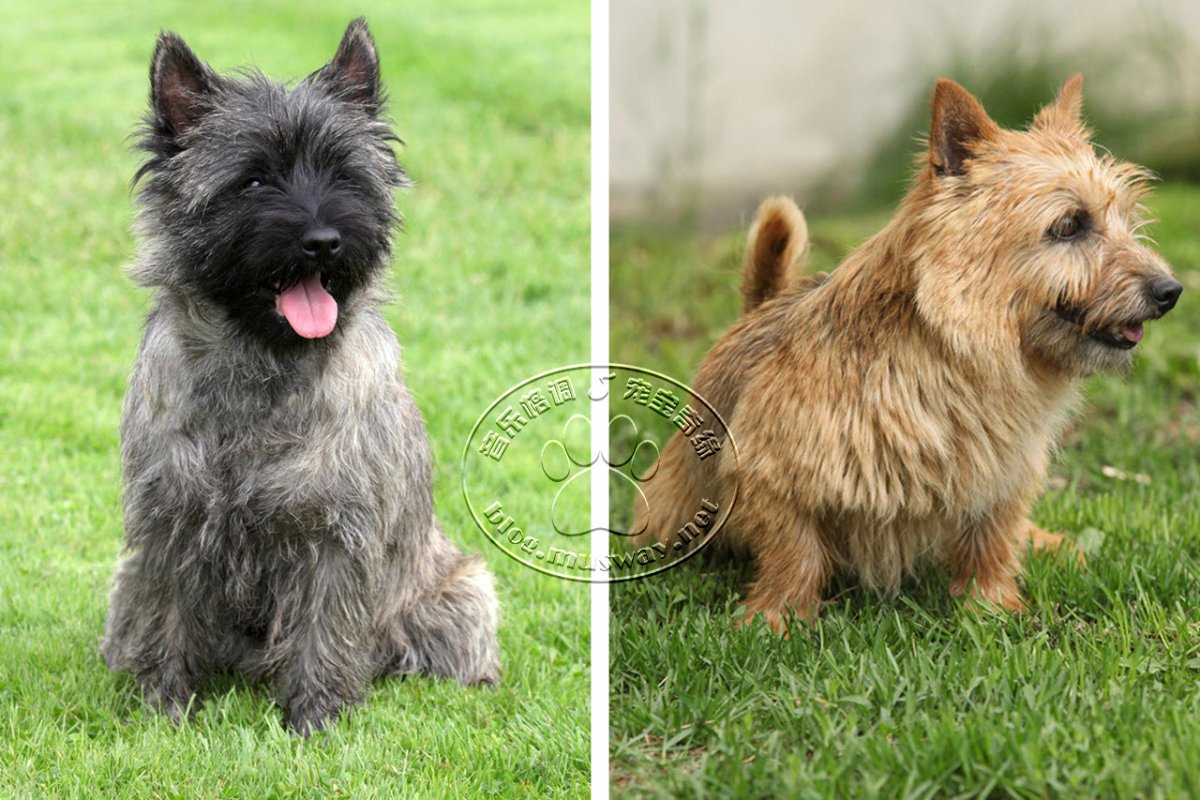 Норвич и Керн терьер