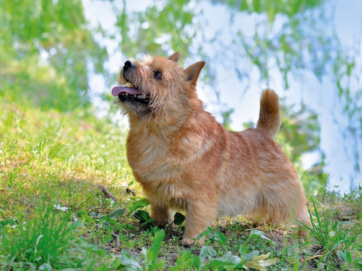 Порода Норвич терьер