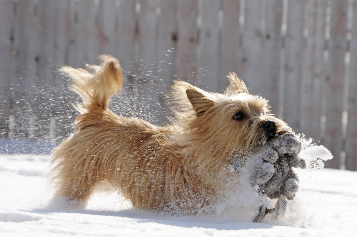 Вест хайленд Норвич терьер