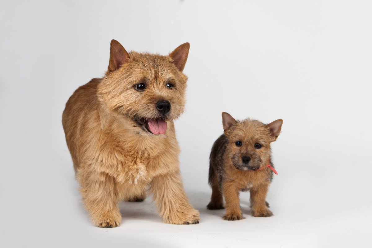 Норвич терьер Гризли окрас