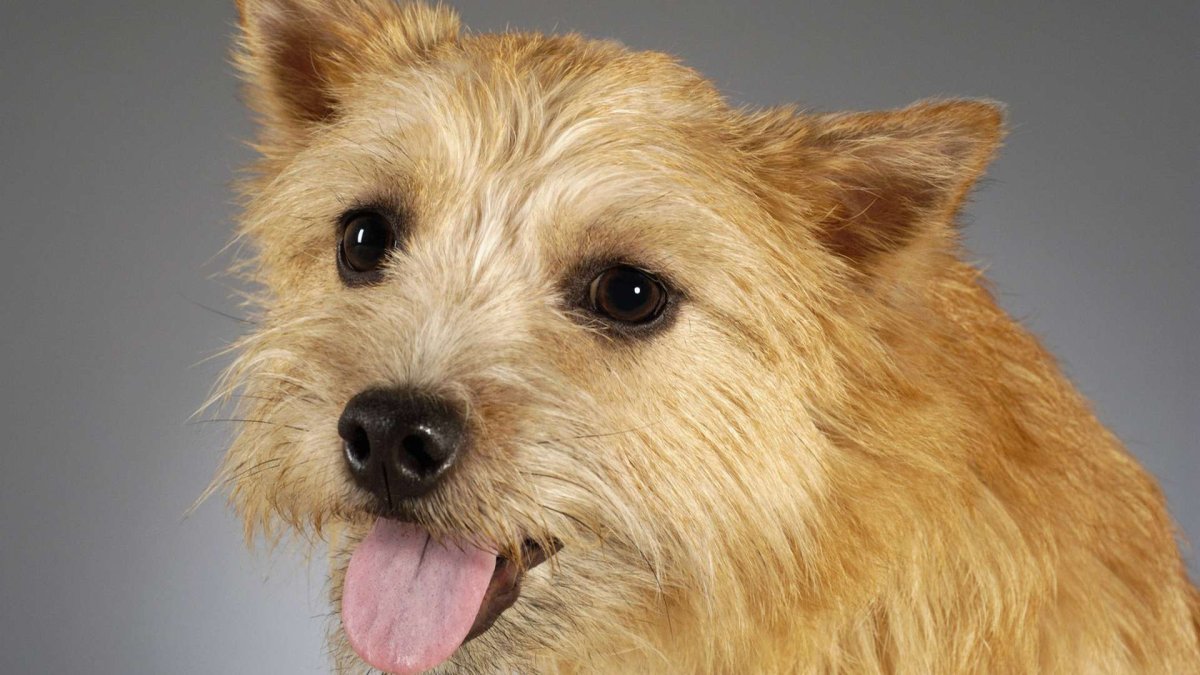 Норвич терьер золотой