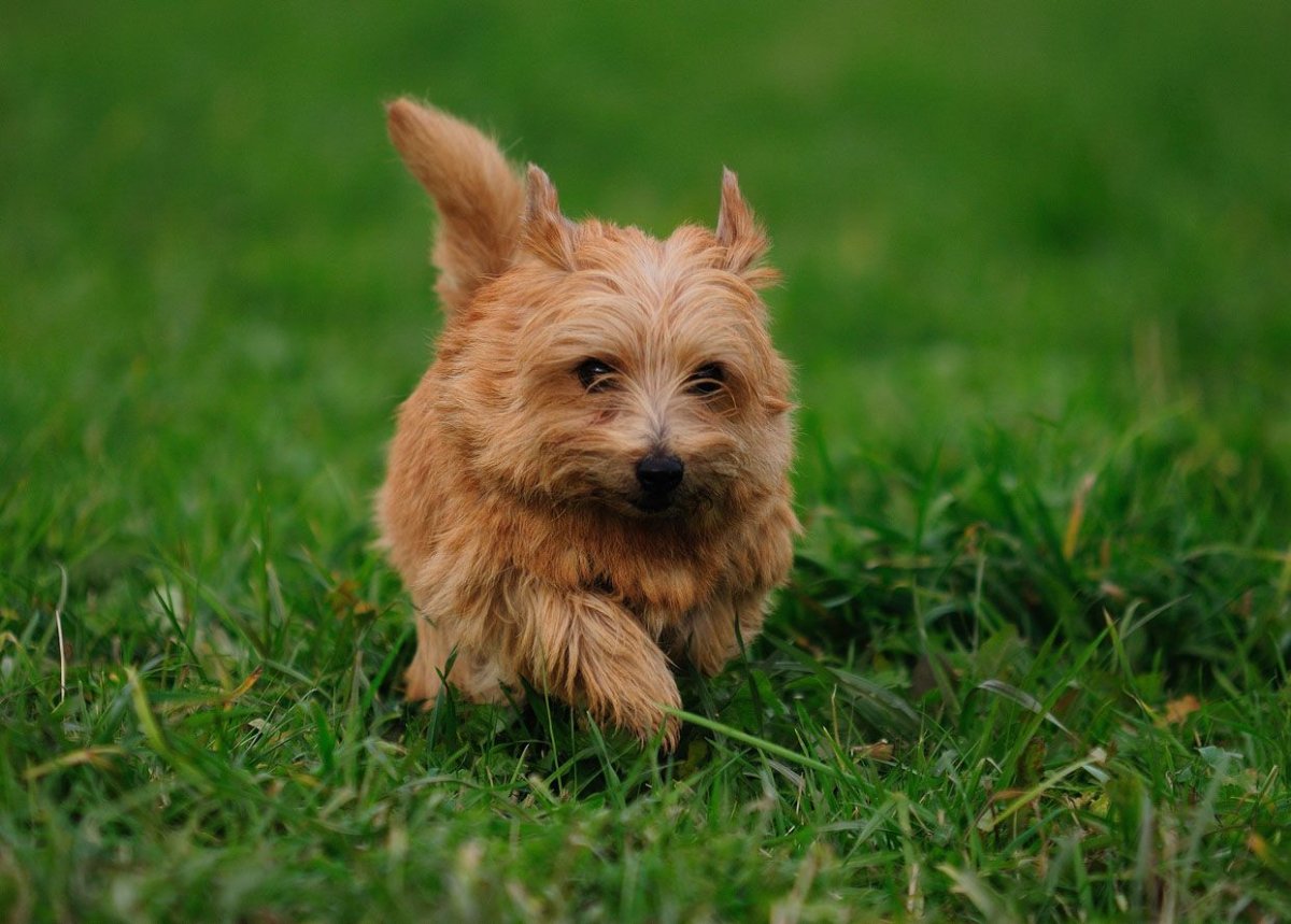 Норвич и Вест терьеры