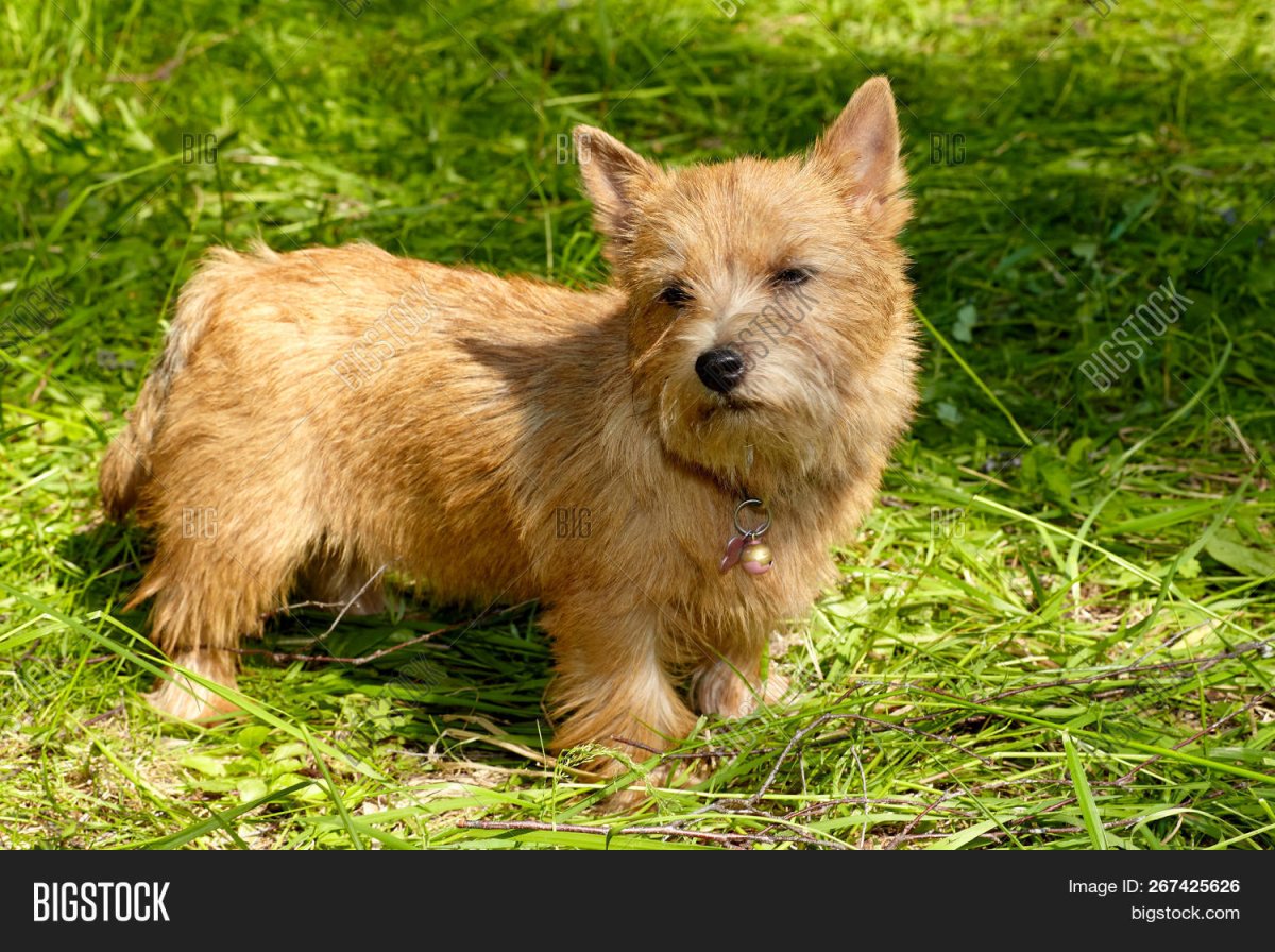 Клеймо Норвич терьер   ULV 05