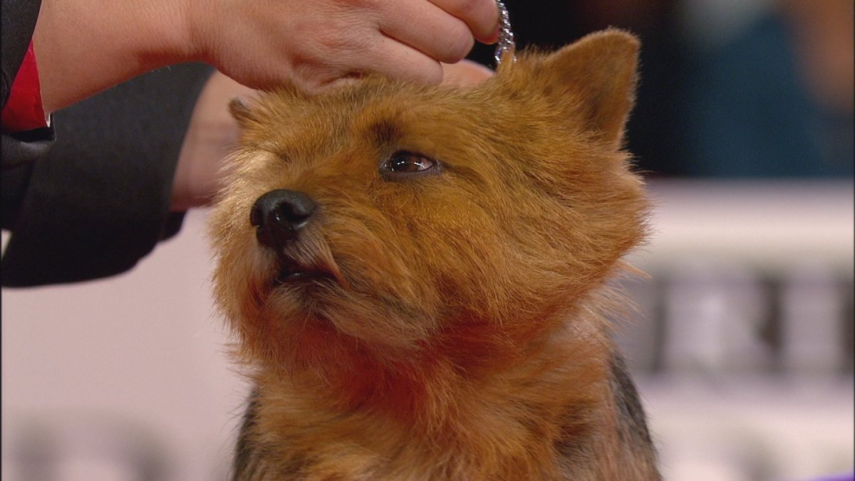 Норвич терьер с пекинесом