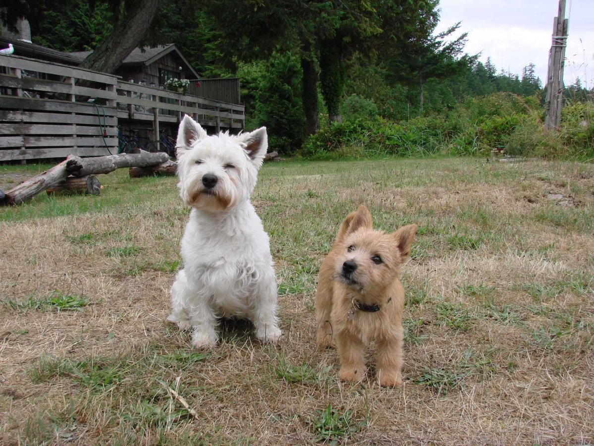 Норвич и Вест терьеры