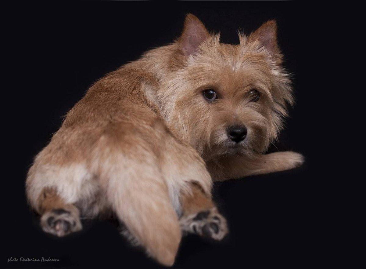 Норвич терьер черный