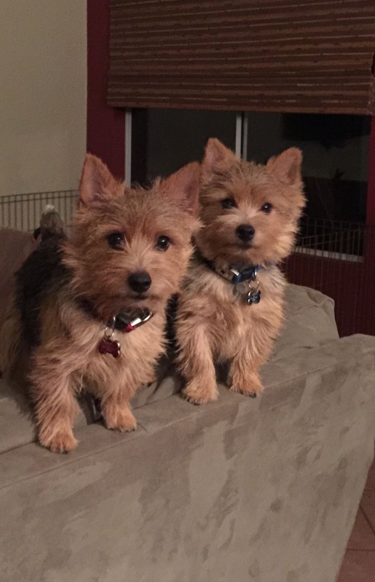 Норвич терьер флаффи