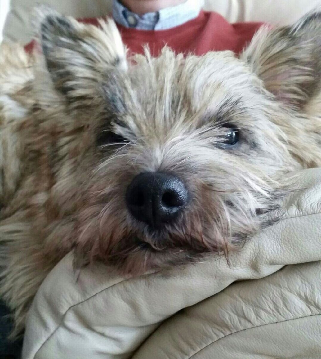 Норвич терьер флаффи ген