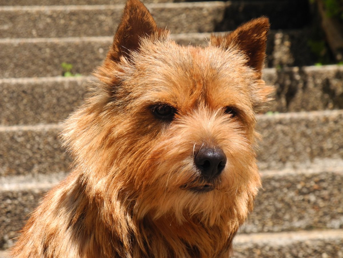 Норвич терьер и гриффон