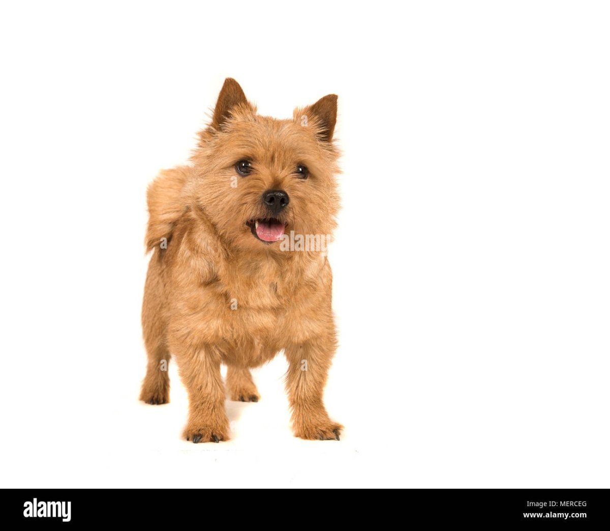 Норвич терьер сидит на белом фоне