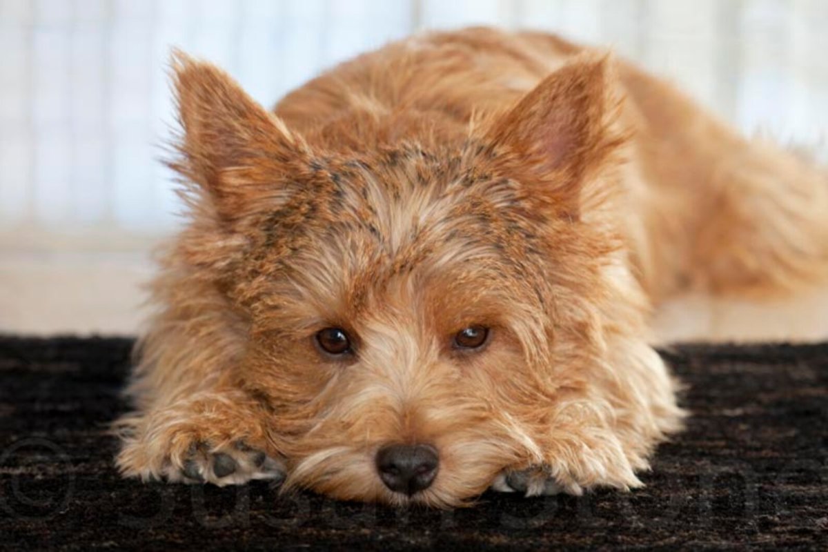 Норвич терьер Марик