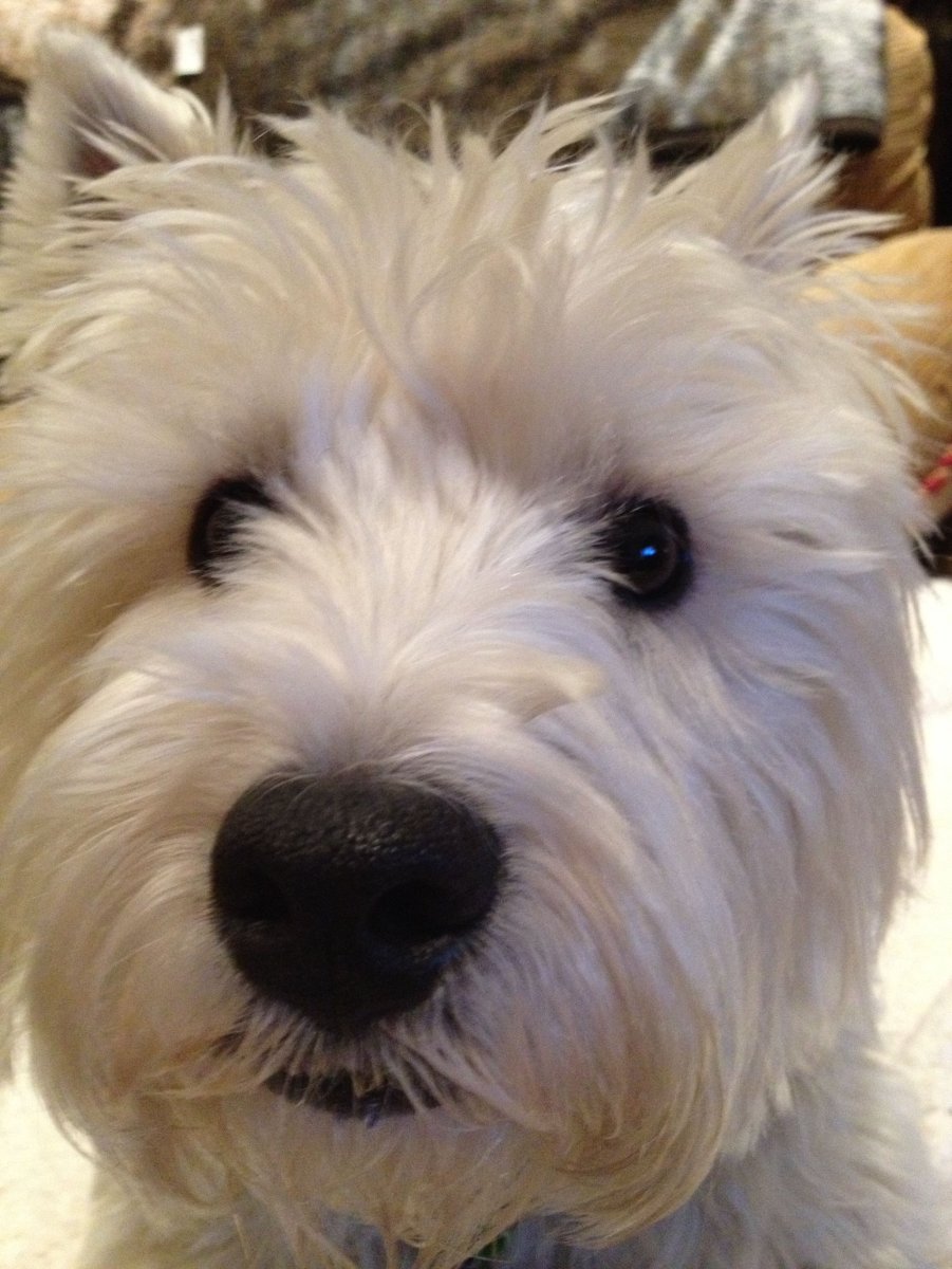 Норвич терьер флаффи