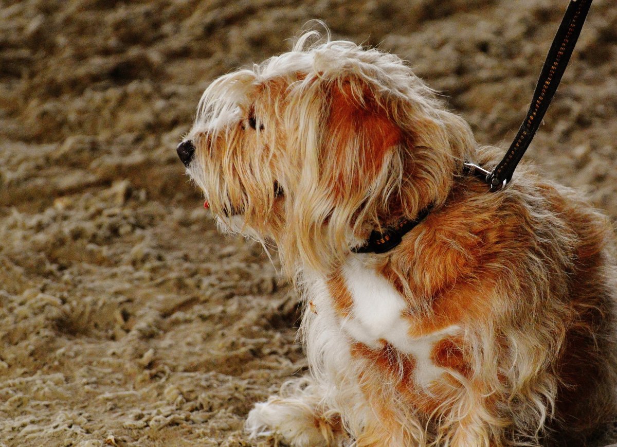 Ворлд терьер