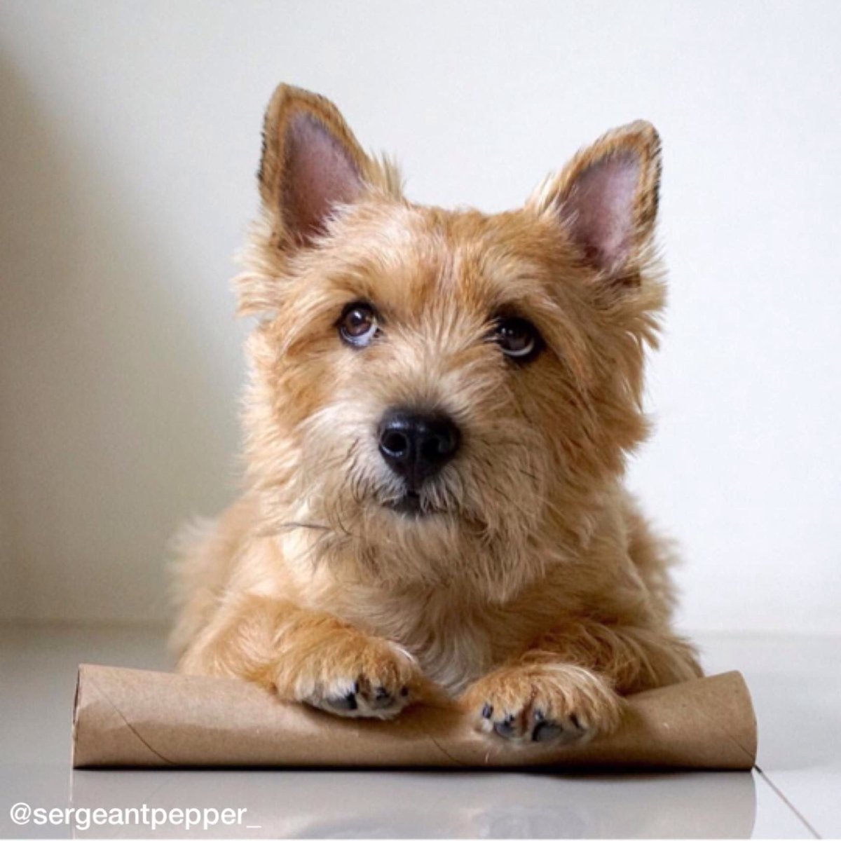 Норвич терьер